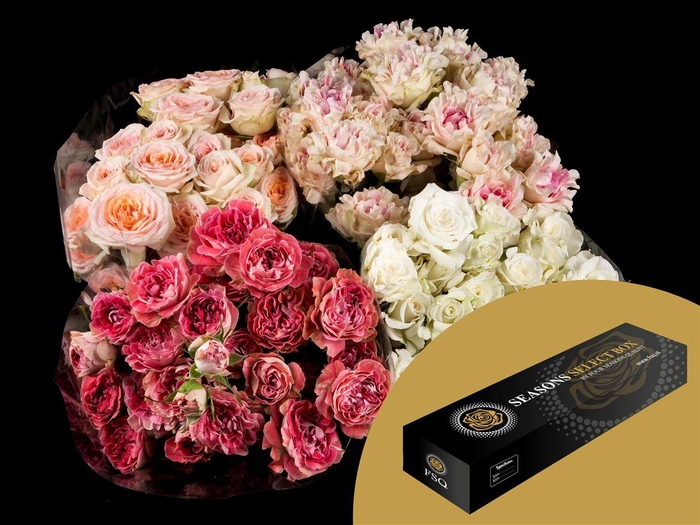 <h4>Spray Assorted Box</h4>