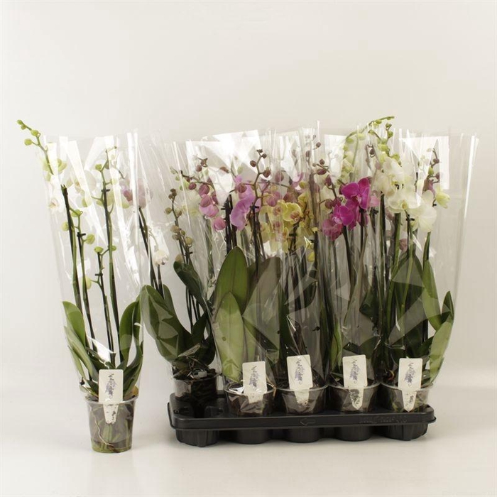 <h4>PHAL GEM 5 KL</h4>
