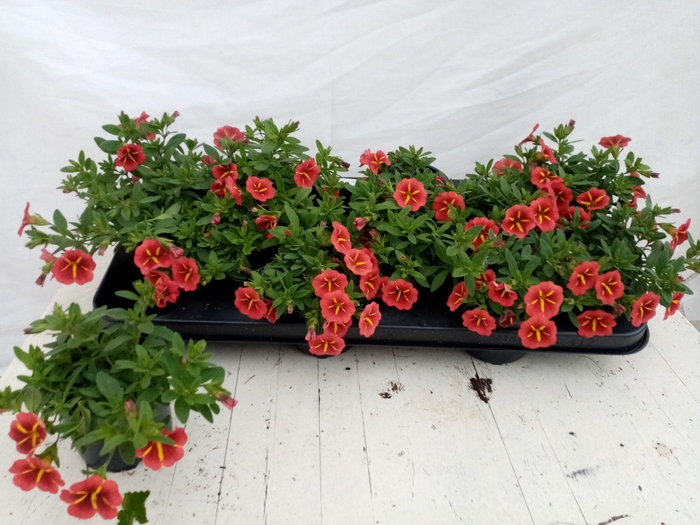 <h4>CALIB M BELL OV</h4>