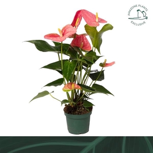 Anthurium Andreanum Grp Colorado