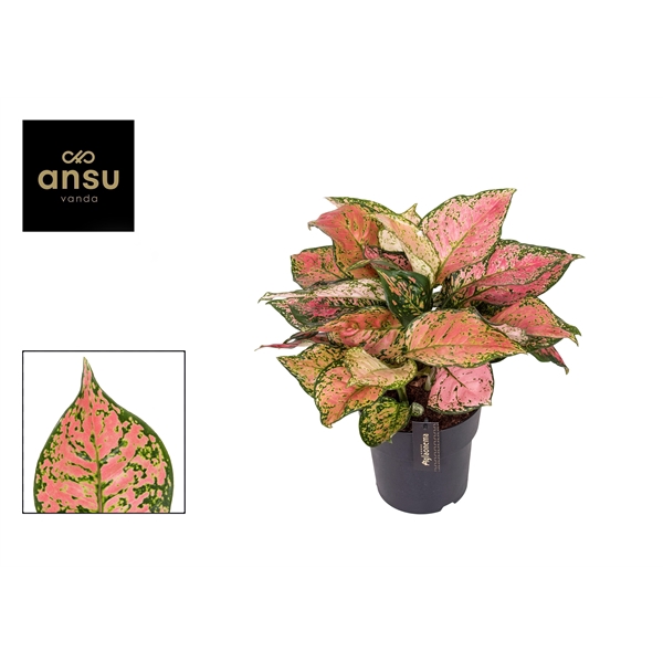 <h4>Aglaonema Crimson Love</h4>