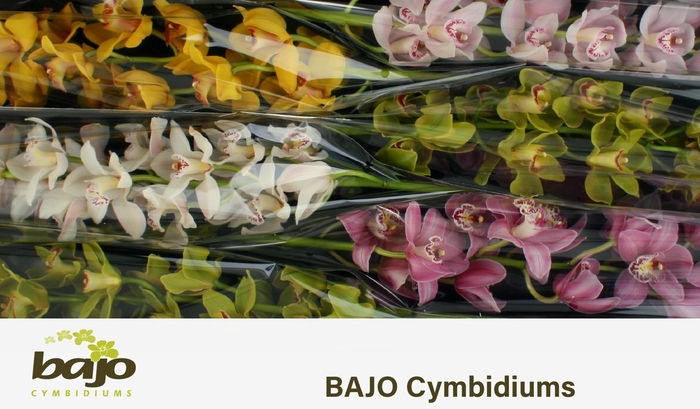 <h4>CYMB T GEM</h4>