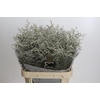 Limonium ov Misty White
