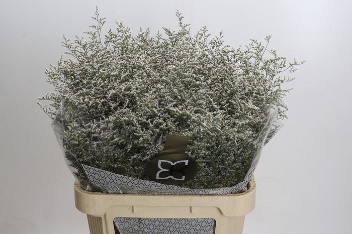 <h4>Limonium ov Misty White</h4>