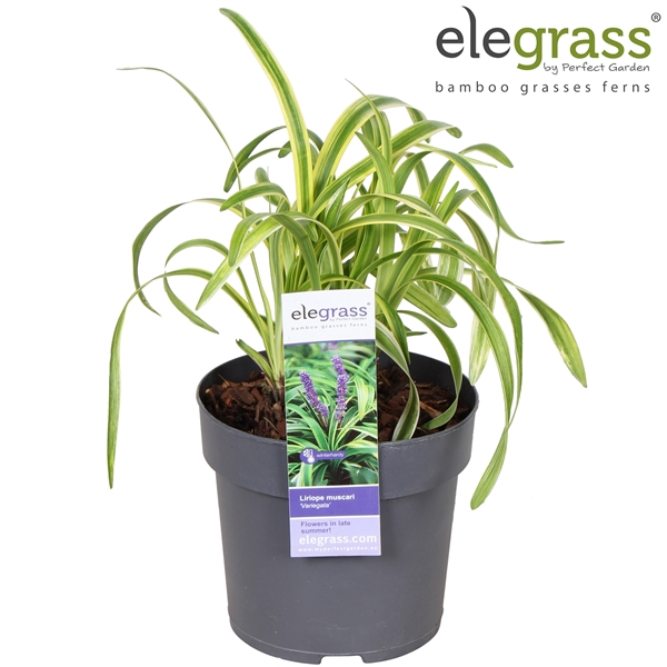 <h4>Liriope muscari 'Variegata' P14</h4>