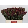 Leucadendron Senorita