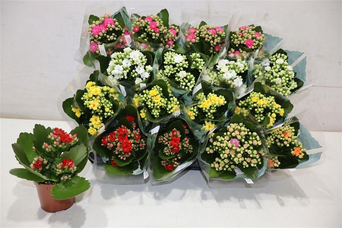 <h4>Kal Ge Ro Gem 6 Kl</h4>