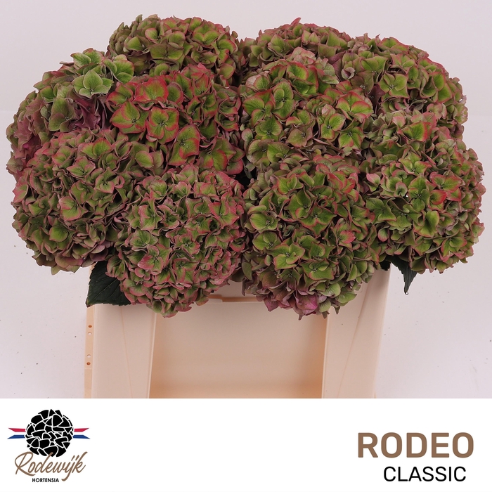 <h4>HYDR M CH RODEO CL</h4>