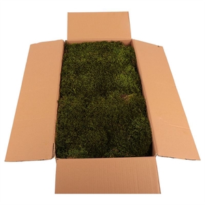 Long moss Gepreserveerd Bulk ca. 1,5m2