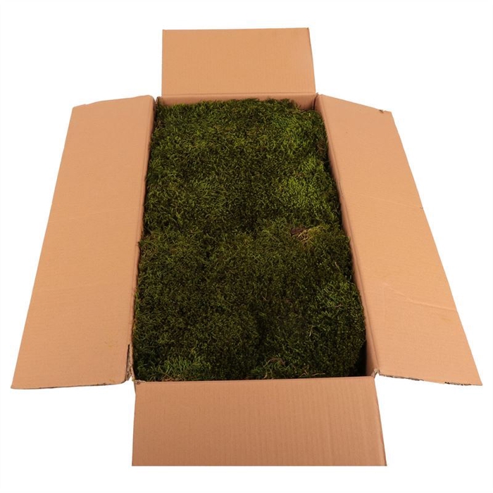 <h4>Long moss Gepreserveerd Bulk ca. 1,5m2</h4>