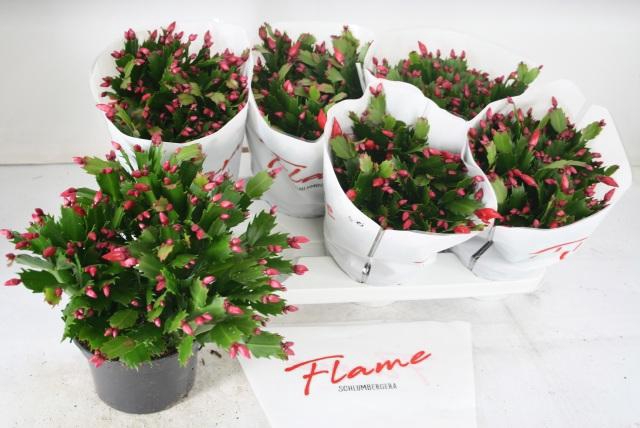 <h4>SCHLUMB FLAME RED</h4>