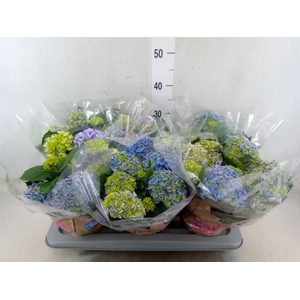 Hydrangea mac. 'Early Blue'