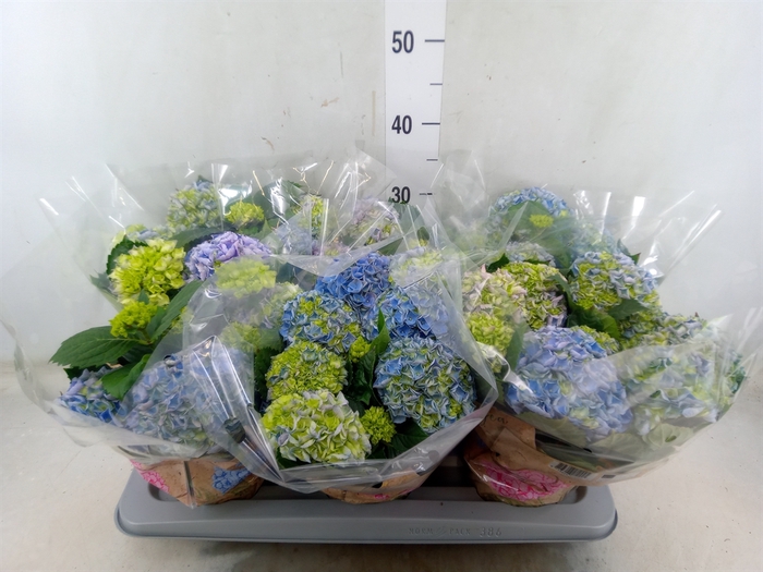 <h4>Hydrangea mac. 'Early Blue'</h4>