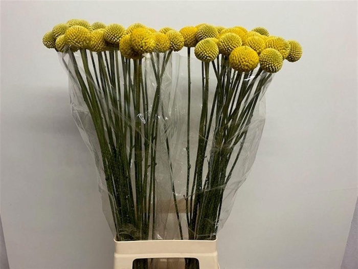 <h4>CRAS PAINTBALL JUMBO</h4>