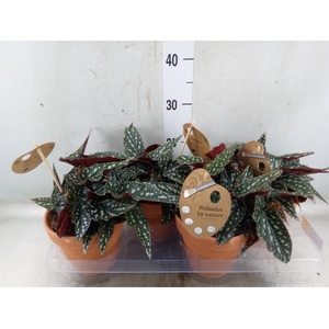 Begonia BD mac. 'Spotlight Green'
