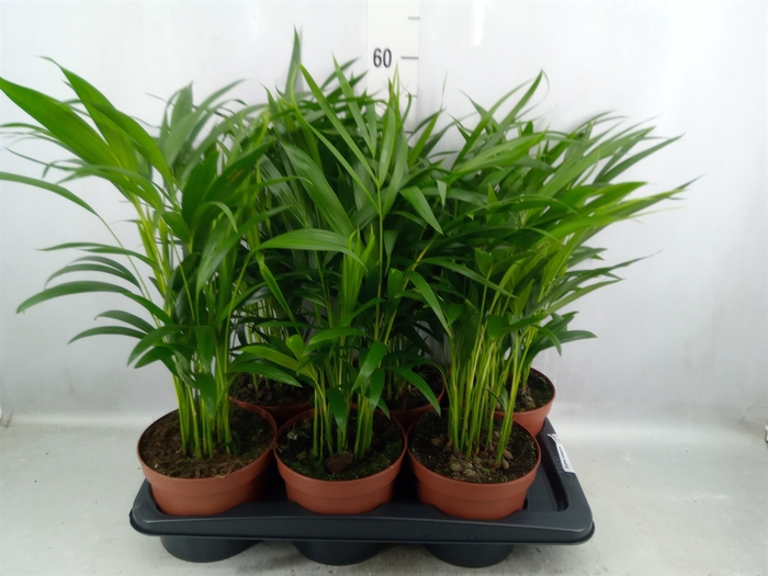 <h4>Dypsis lutescens   ...Chrysalidoca</h4>