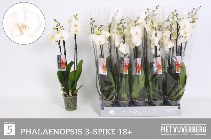 <h4>PHAL OV WIT</h4>