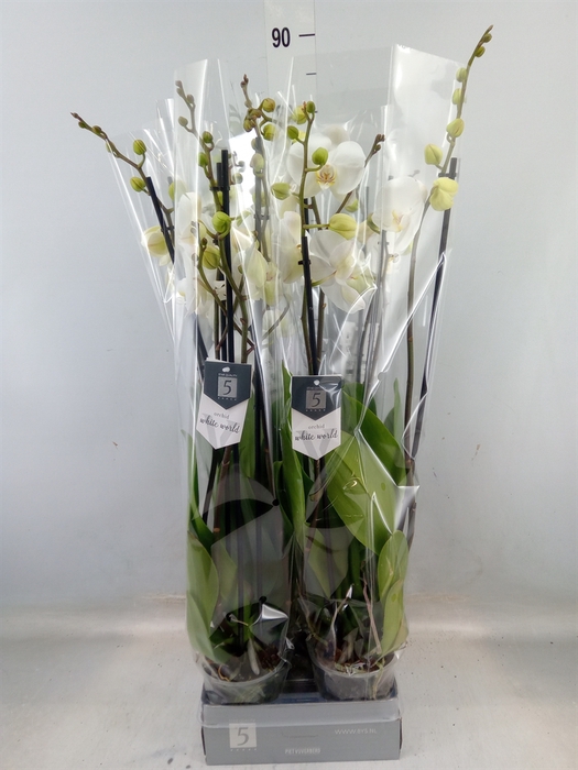 <h4>Phalaenopsis  'White World'</h4>