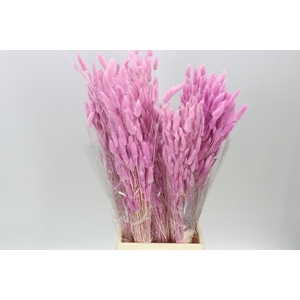 Dried Lagurus Pink Dark