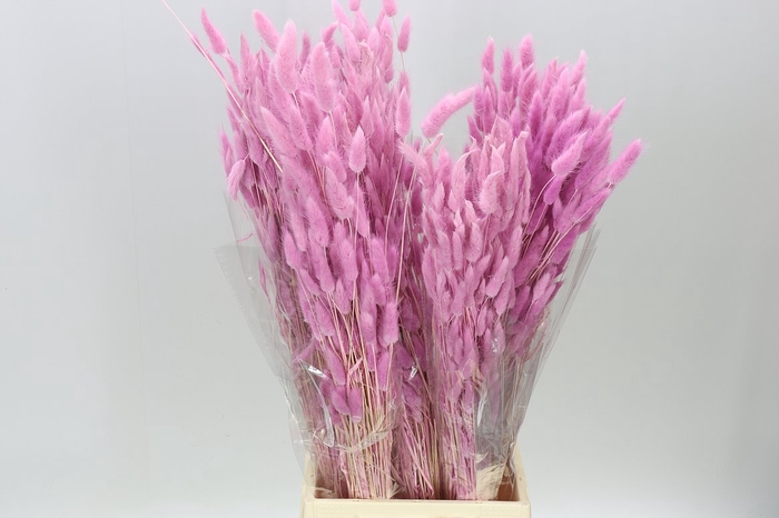 <h4>Dried Lagurus Pink Dark</h4>