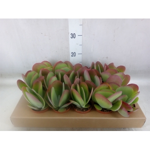 Kalanchoe NF thyrsiflora