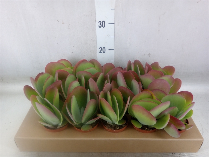 <h4>Kalanchoe NF thyrsiflora</h4>