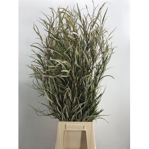 GREVILLEA 200