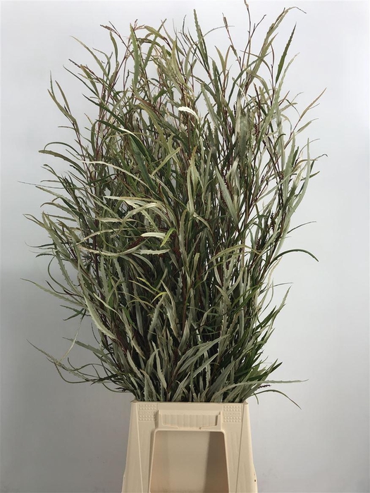 <h4>GREVILLEA 200</h4>