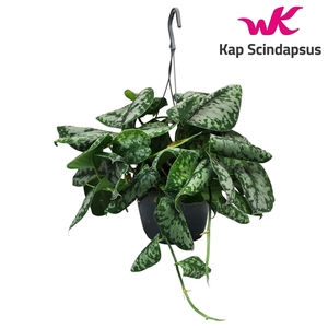 Scindapsus (Epipremnum) Trebie Hang Teruggeknipt