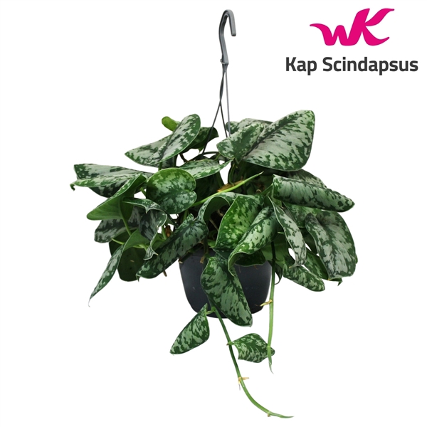 <h4>Scindapsus (Epipremnum) Trebie Hang Teruggeknipt</h4>