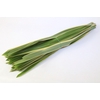 Phormium