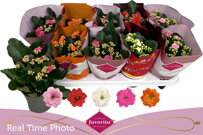 <h4>KAL GE PERF GEM 5 KL</h4>