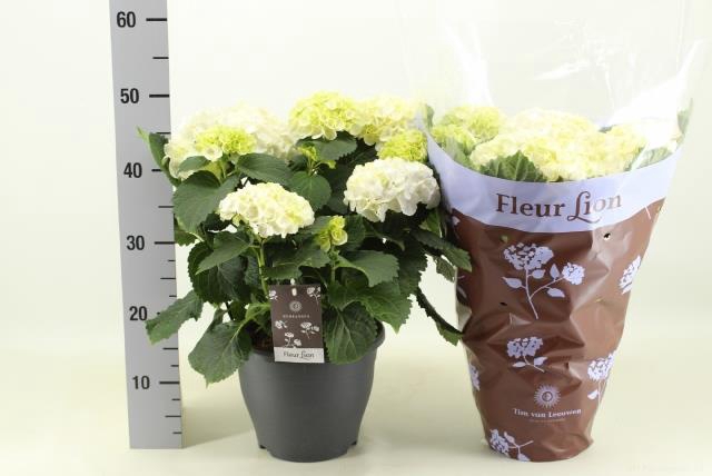 HYDR M CRYSTAL PALAC