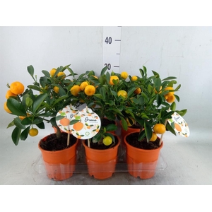 Citrofortunella mic.