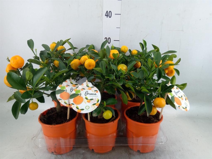 <h4>Citrofortunella mic.</h4>