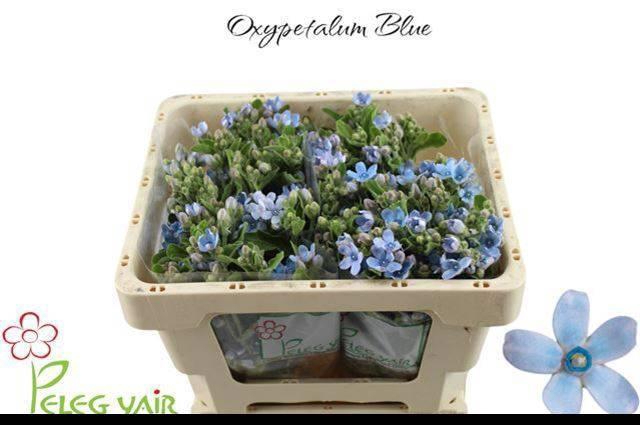 <h4>OXY CO TAN PURE BLU</h4>