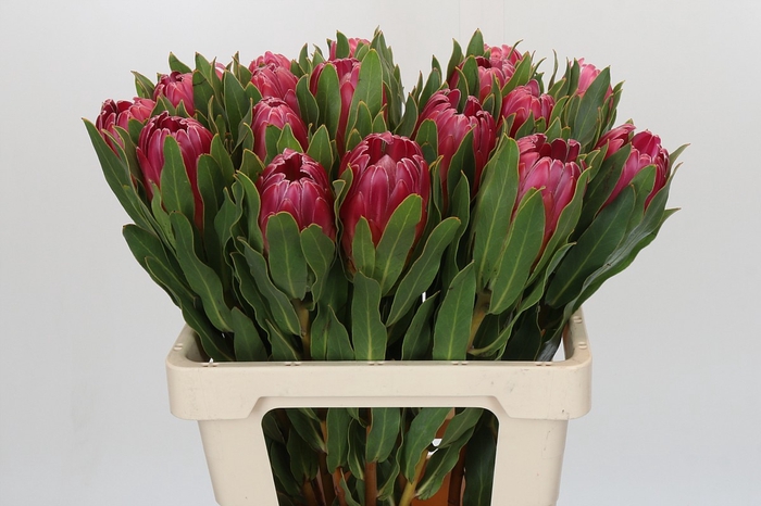 <h4>Protea Brenda</h4>