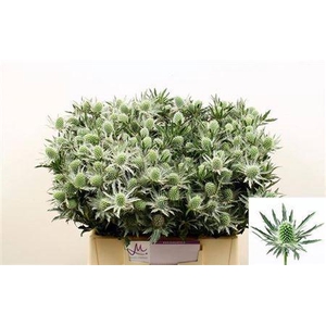 Eryngium Sirius Qstar 40cm X60