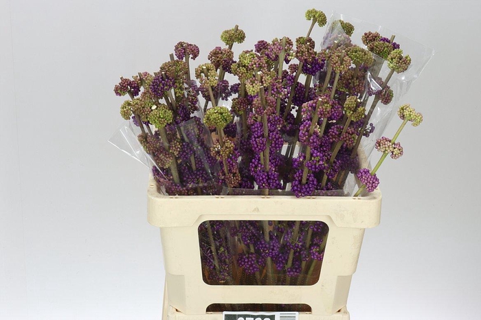 <h4>Callicarpa Gira</h4>