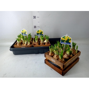 Arr.  Narcissus Tete Tete L%