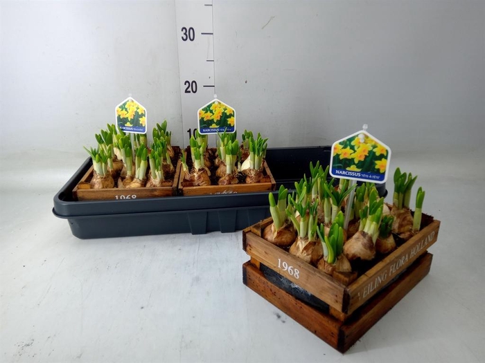 <h4>Arr.  Narcissus Tete Tete L%</h4>