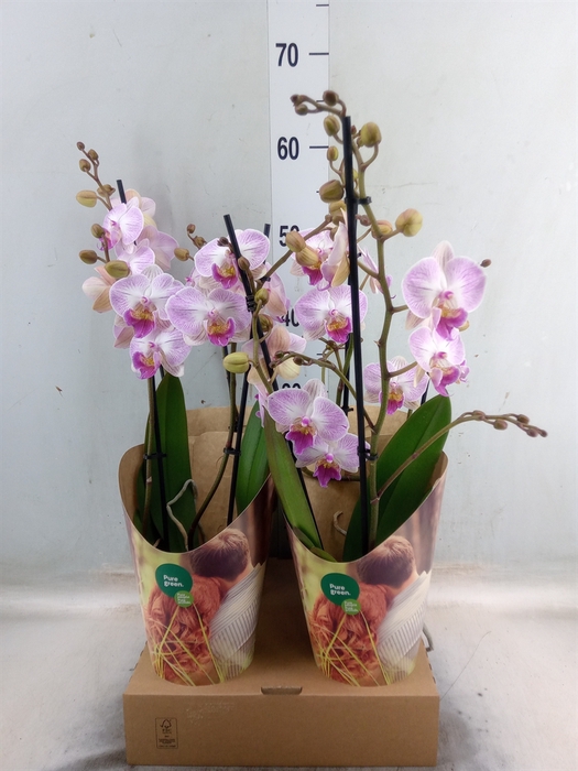 <h4>Phalaenopsis   ...rose</h4>