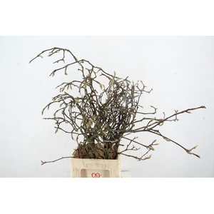 MAGNOLIA GRILLIG 080CM