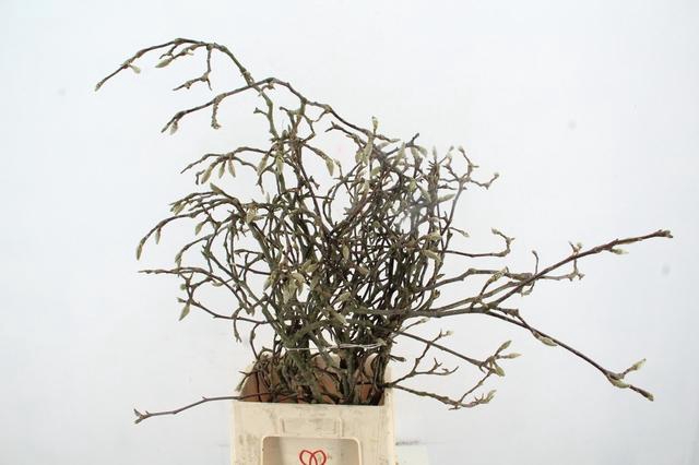 <h4>MAGNOLIA GRILLIG 080CM</h4>