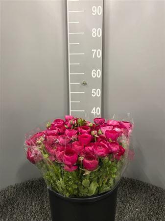 <h4>Ran Eleg Hot Pink</h4>