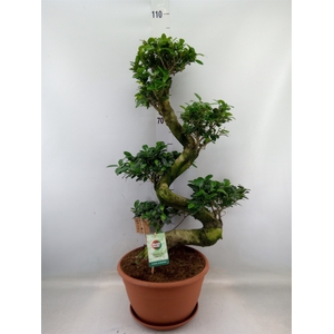 Ficus microcarpa 'Ginseng'