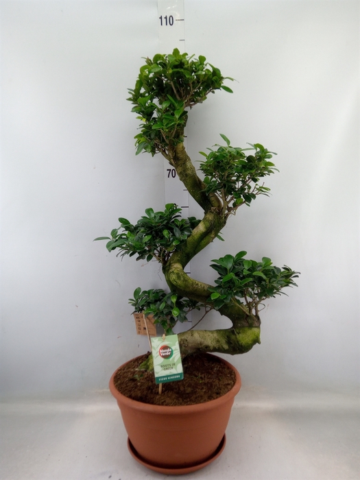 <h4>Ficus microcarpa 'Ginseng'</h4>