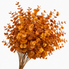 Euc. Cinerea Preserved Yellow