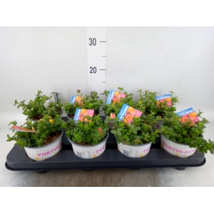 Portulaca   ...mix in pot