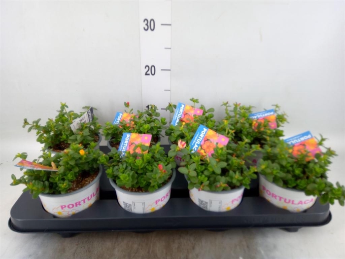 <h4>Portulaca   ...mix in pot</h4>